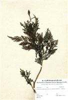 藏品(臺灣扁柏)的圖片